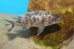 Labeotropheus trewavasae 'Chirwa Island'